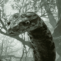 Kaa