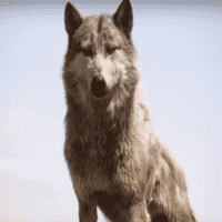 Akela