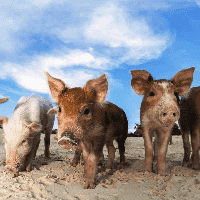 Pig Beach, Bahamas