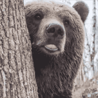 Медведь Мансур (Mansur the Bear)