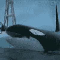 Orca