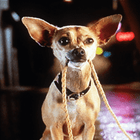 Taco Bell Chihuahua