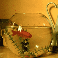 Suicidal Goldfish