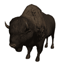 American Buffalo