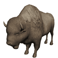 Albino Buffalo