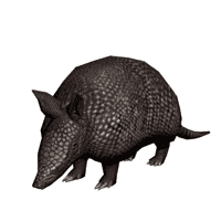 Armadillo