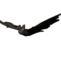 Bat