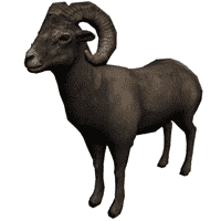 Bighorn Sheep