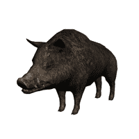 Boar