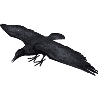 Crow