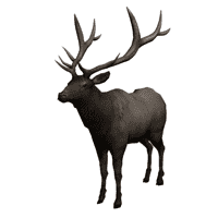 Elk