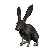 Rabbit