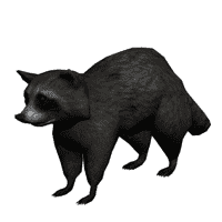 Raccoon