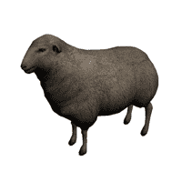 Sheep