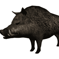 Gordo the Boar