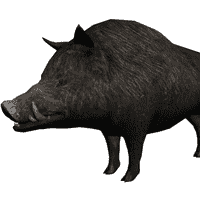 Wilbur the Boar