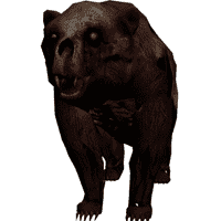 Undead bear