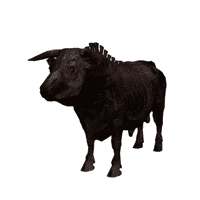 Undead Bull