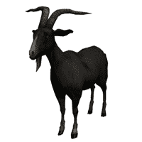 Horned Goat