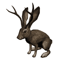 Jackalope