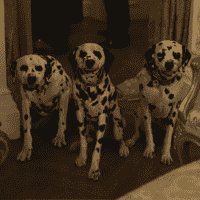 Baroness' Dalmatians