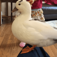 Butchy the duck