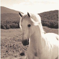 Shadowfax