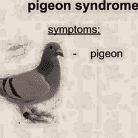 pigeon syndrome