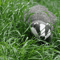 European Badger