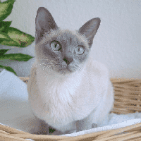 Tonkinese