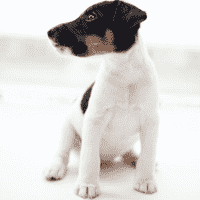 Miniature Fox Terrier