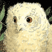 Owl Babies