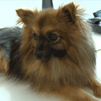 Doris' dog