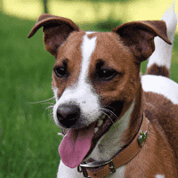 Jack Russell Terrier