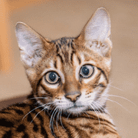 Toyger