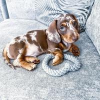 Miniature Dachshund