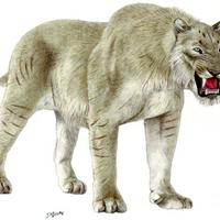 Scimitar toothed cat