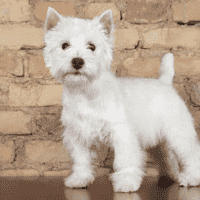 West Highland White Terrier