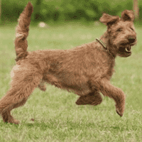 Irish Terrier