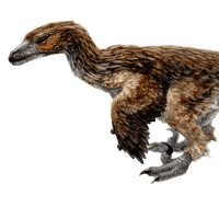 Dromaeosaurus