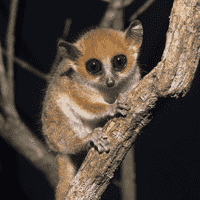 Pygmy Mouse Lemur