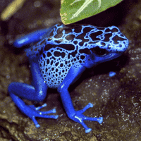 Poison Dart Frog