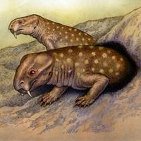 Diictodon