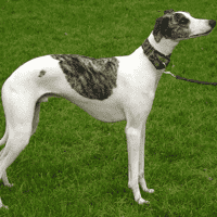 Whippet