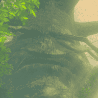 Great Deku Tree (BOTW)