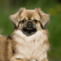 Tibetan spaniel