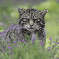 Scottish Wildcat