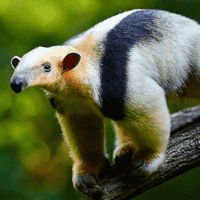 Tamandua