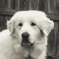 Great Pyrenees