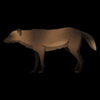 Sardinian dhole